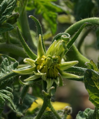 Blüte der Tomate 'Black Krim'.