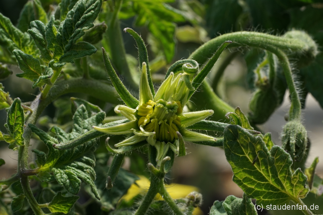 Blüte der Tomate 'Black Krim'.