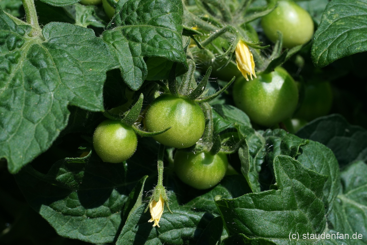 Blüten und junge Früchte der Tomate 'Mohamed'.