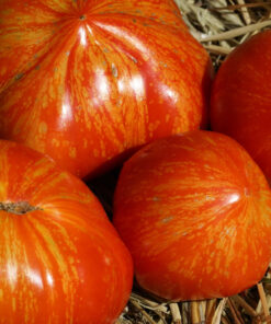 Die Tomate 'Feuerwerk' ist eine klassische Stabtomate.