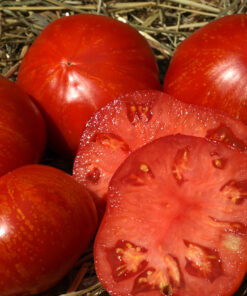 Die Tomate 'Feuerwerk' überzeugt mit äußeren und inneren Werten.