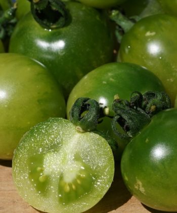 Die Tomate Green Doctors ist eine delikate grüne Kirschtomate.