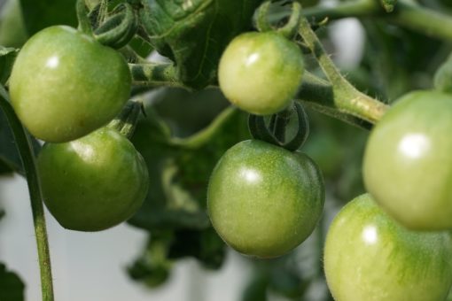 Die unreifen Tomaten von Green Doctors kann man gut von den reifen unterscheiden.