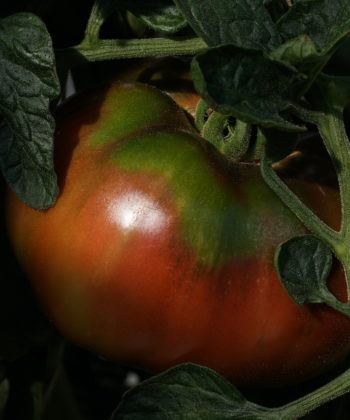 Eine alte historische Sorte ist die Tomate 'Black Krim'.