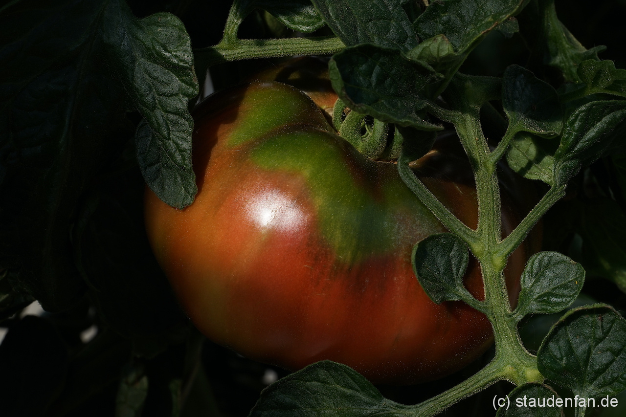 Eine alte historische Sorte ist die Tomate 'Black Krim'.