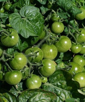 Klein aber oho, die zwergige Buschtomatensorte 'Mohamed' trägt gut.