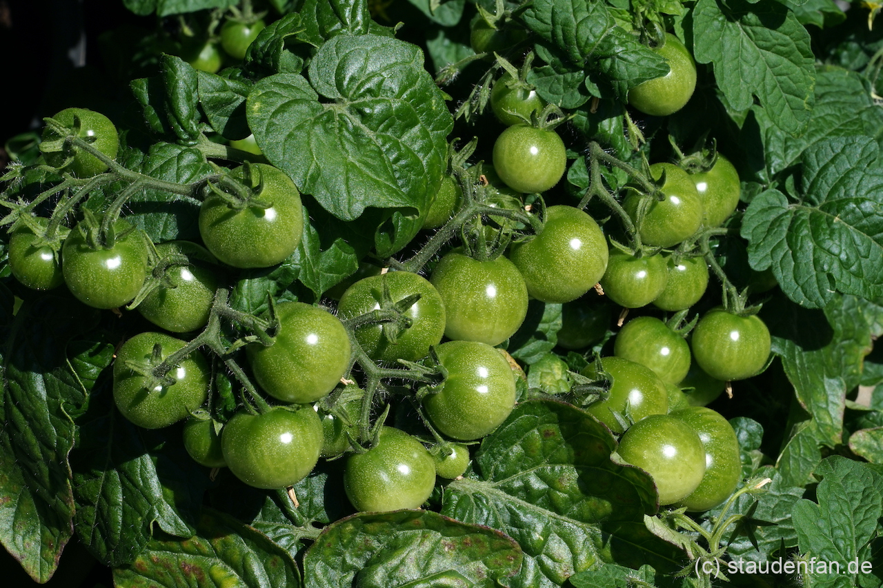 Klein aber oho, die zwergige Buschtomatensorte 'Mohamed' trägt gut.