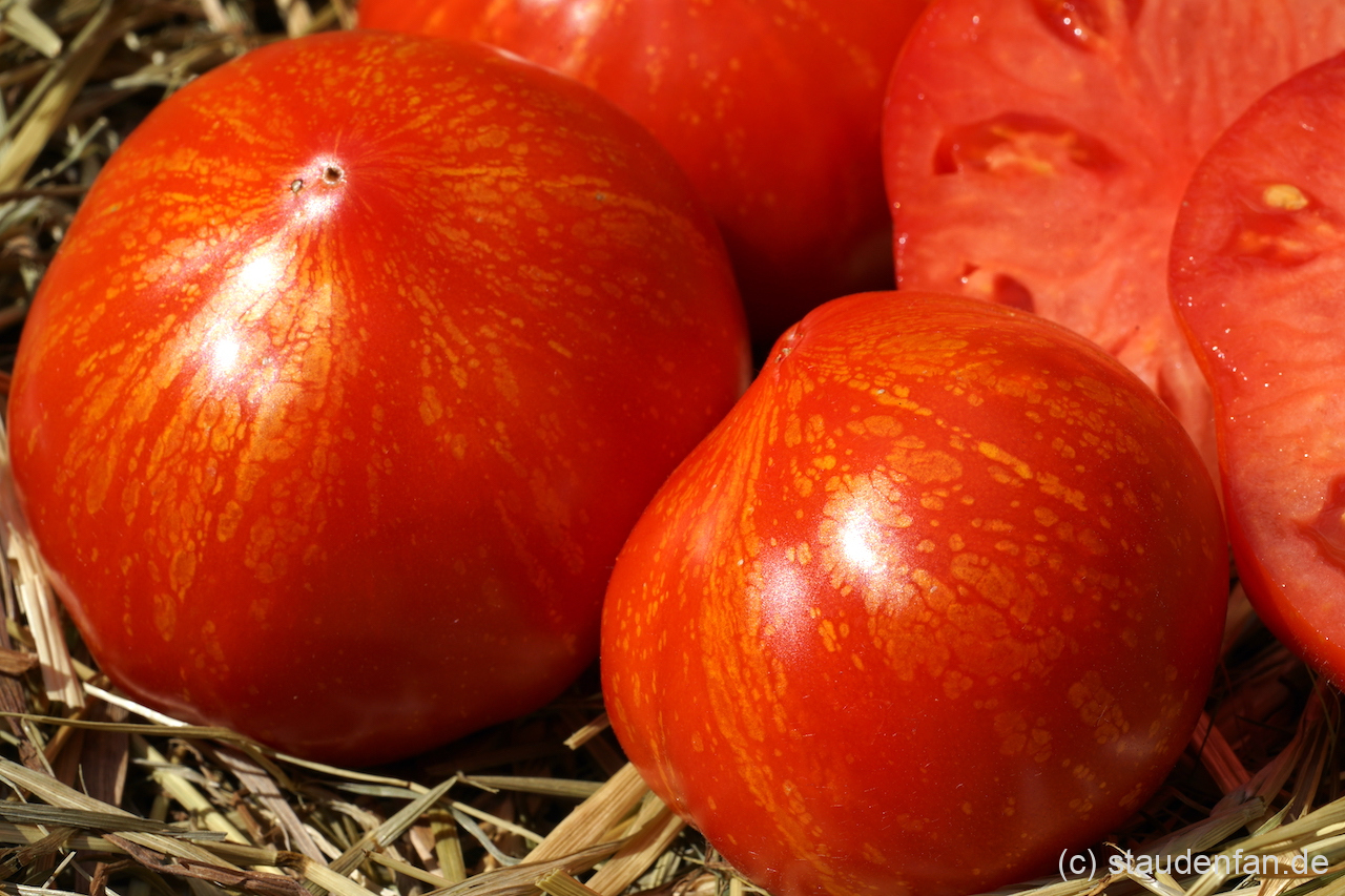 Leider auf Bildern schwer einzufangen, die intensive Zeichnung der Tomate 'Feuerwerk'.