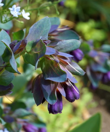 Die Wachsblume Cerinthe major 'Purprascens ' hat blaue Hochblätter und ist ein Klassiker in vielen englischen Gärten.
