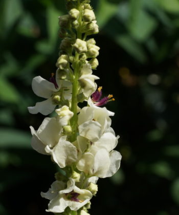 Verbascum nigrum 'Album'.