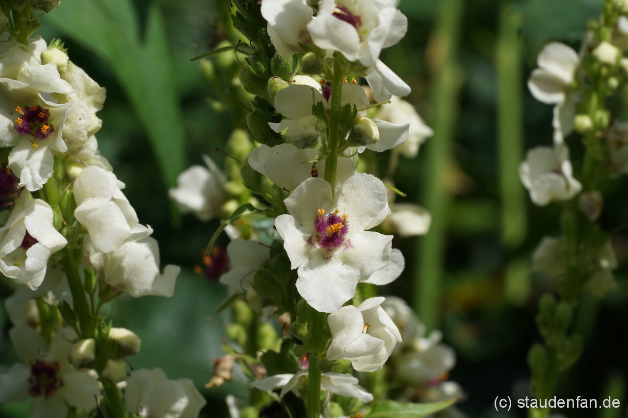 Verbascum nigrum 'Album' ist im Gegensatz zu vielen Verwandten eine sehr dauerhafte Art.