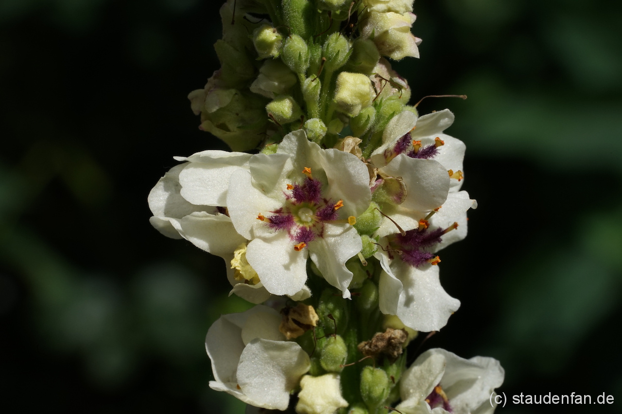 Verbascum nigrum 'Album' mit der typisch violetten Blütenmitte.