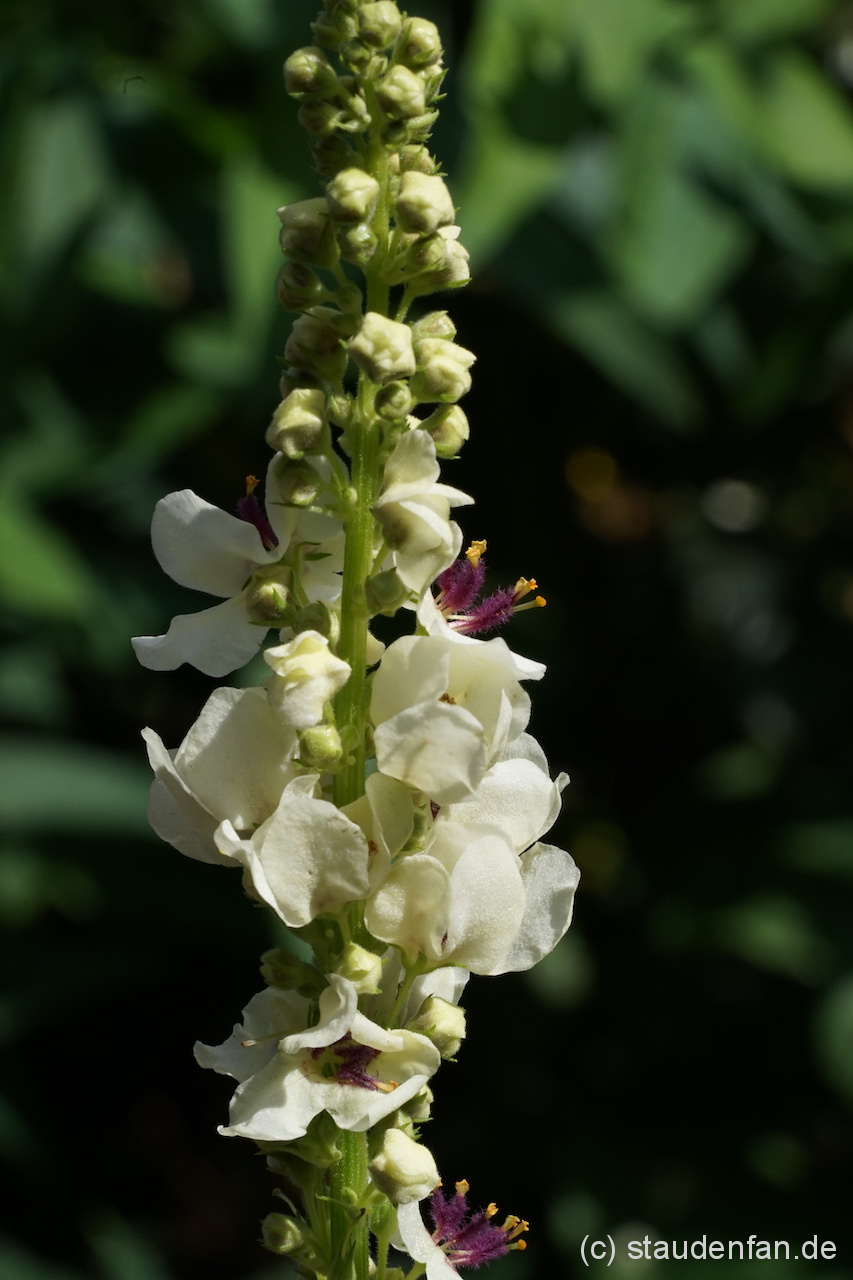 Verbascum nigrum 'Album'.