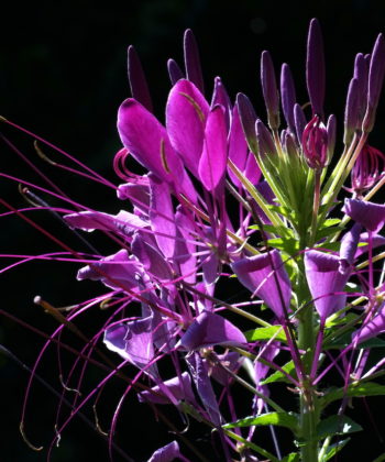 Die Spinnenblume Cleome ‚Violet Queen’ ist eine violette Auslese der Art Cleome hassleriana.