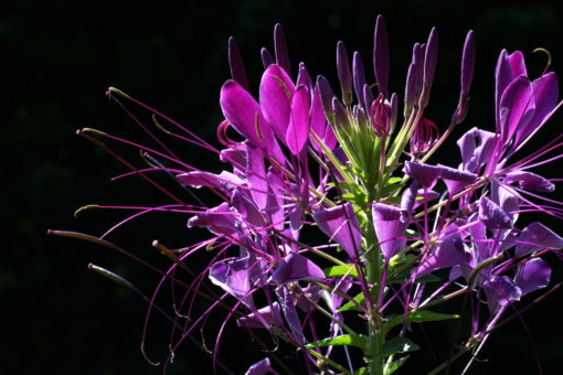 Die Spinnenblume Cleome ‚Violet Queen’ ist eine violette Auslese der Art Cleome hassleriana.