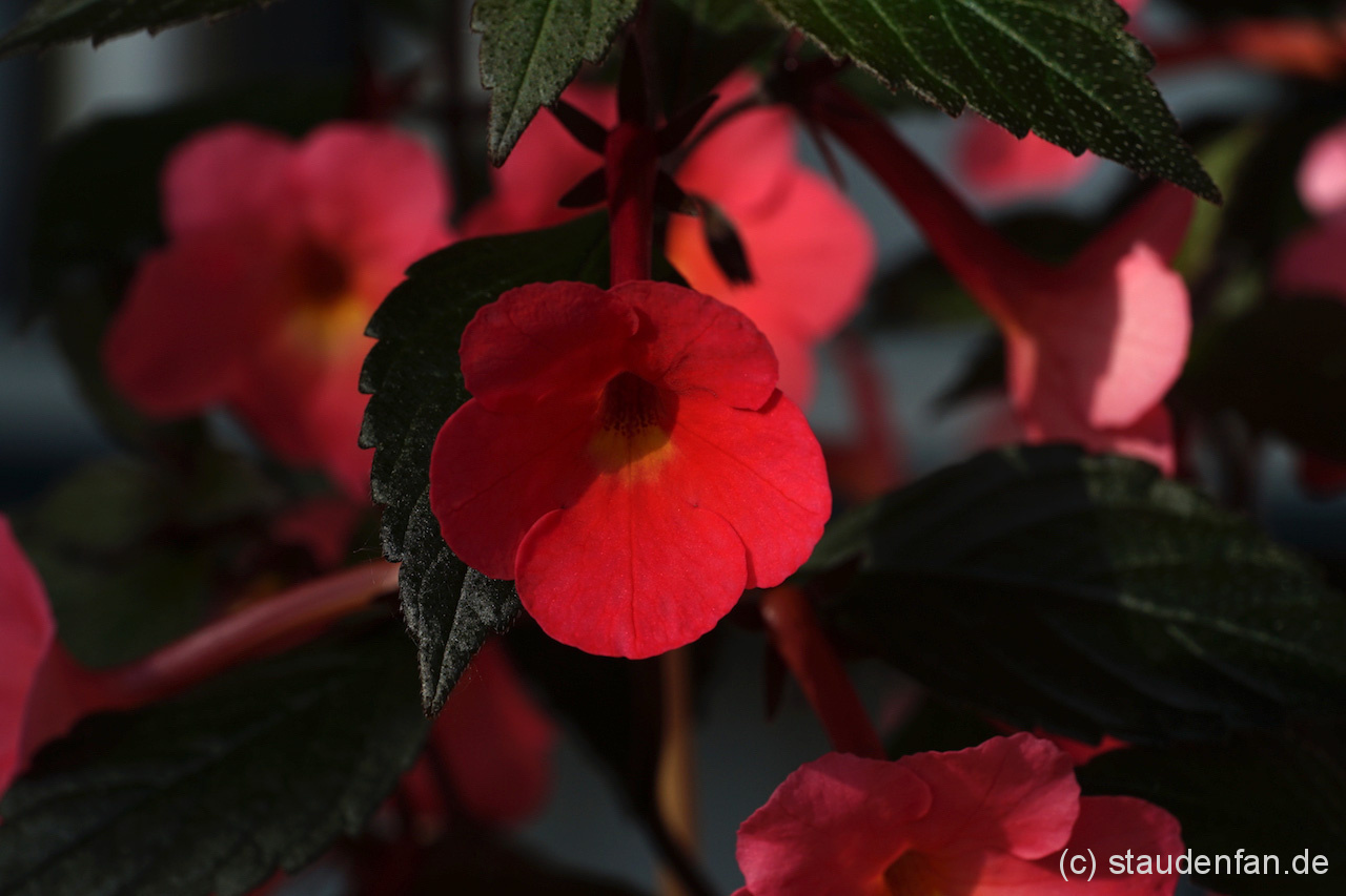 Achimenes Coral Sunset besitzt leuchtende Blüten