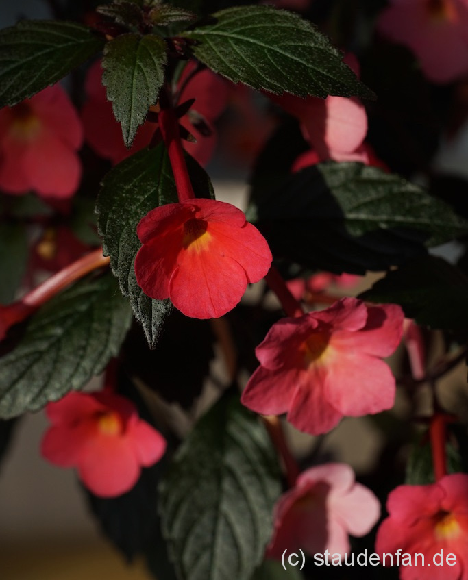 Der Schiefteller Achimenes Coral Sunset hat dunkles Laub
