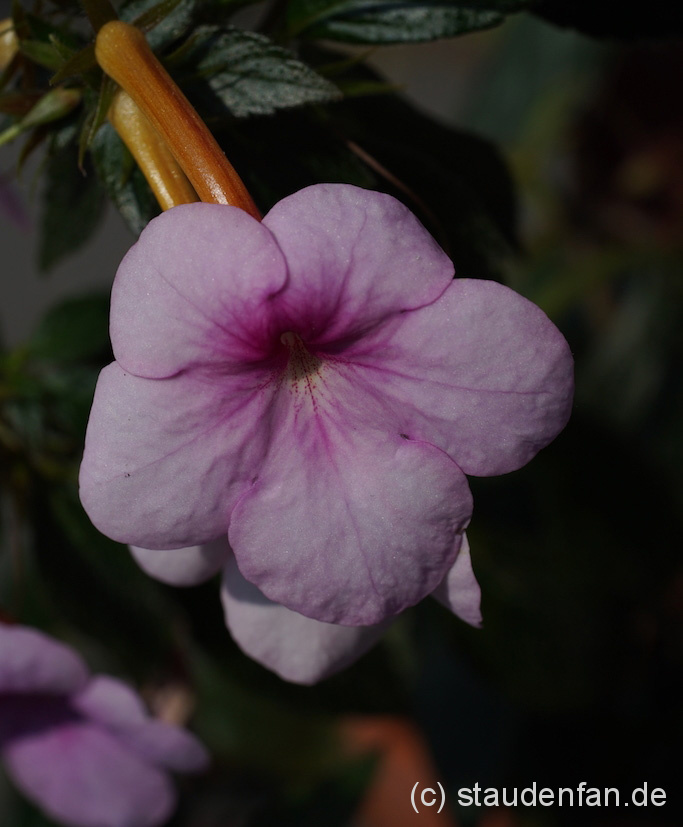 Achimenes Just Devine zeigt einen kompakten Wuchs