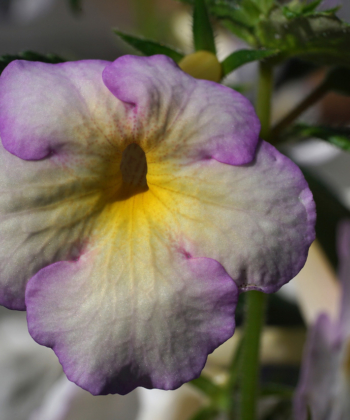 Der Schiefteller Achimenes Sweet Giant zeigt eine sehr ausgedehnte gelbe Mitte.