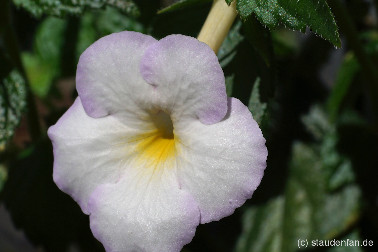 Achimenes Sweet Giant. Ein Schiefteller mit großen und schönen Blüten.