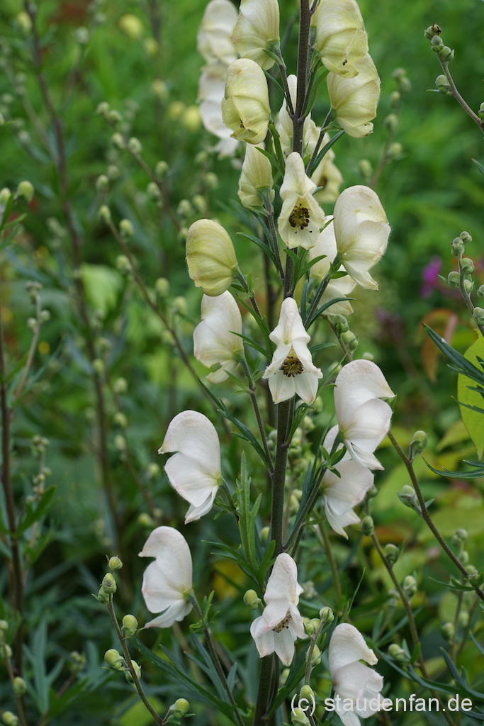 Aconitum napellus ‚Gletschereis’ – Bild 3