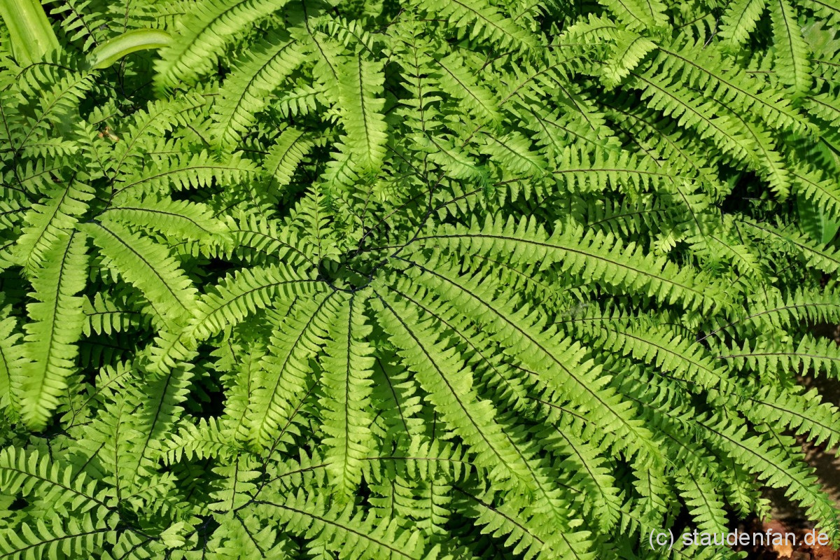 Adiantum aleuticum ‘Imbricatum’ Gärtnerei Staudenfan
