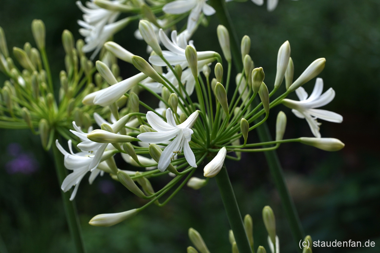 Agapanthus ‘Arosa’ – Bild 2