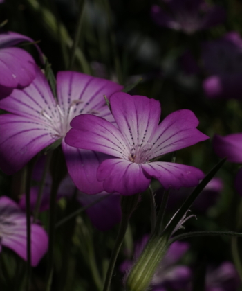 Agrostemma gracilis 'Milas'.