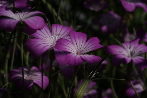 Agrostemma gracilis 'Milas'.