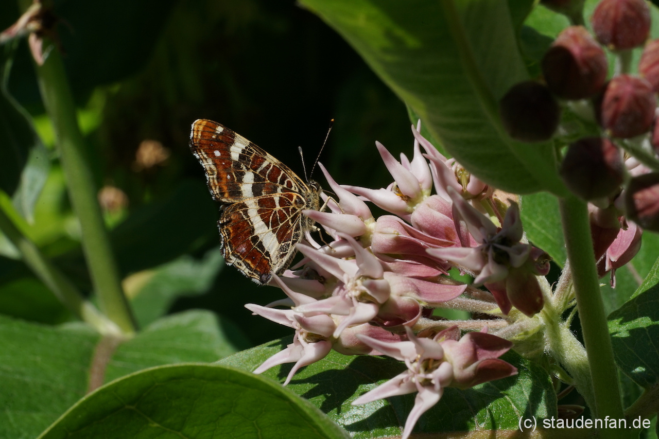 Asclepias speciosa Gärtnerei Staudenfan