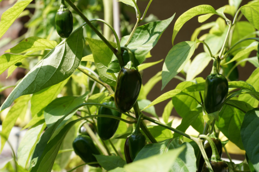 Alle Jalapenosorten sollten für das beste Aroma grün geerntet werden. So auch Jalapeno TAM.