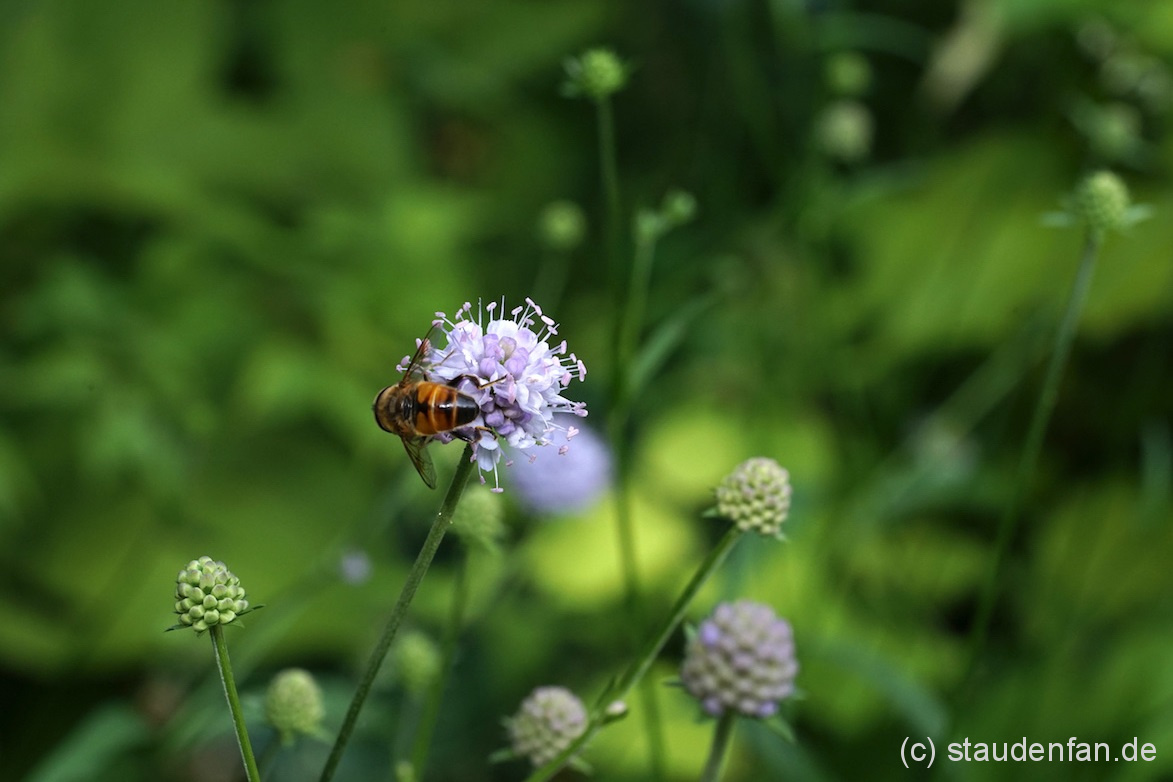 Die Blüten des Morrabbiss (Succisella inflexa) bieten Nahrung für viele nützliche Insekten.