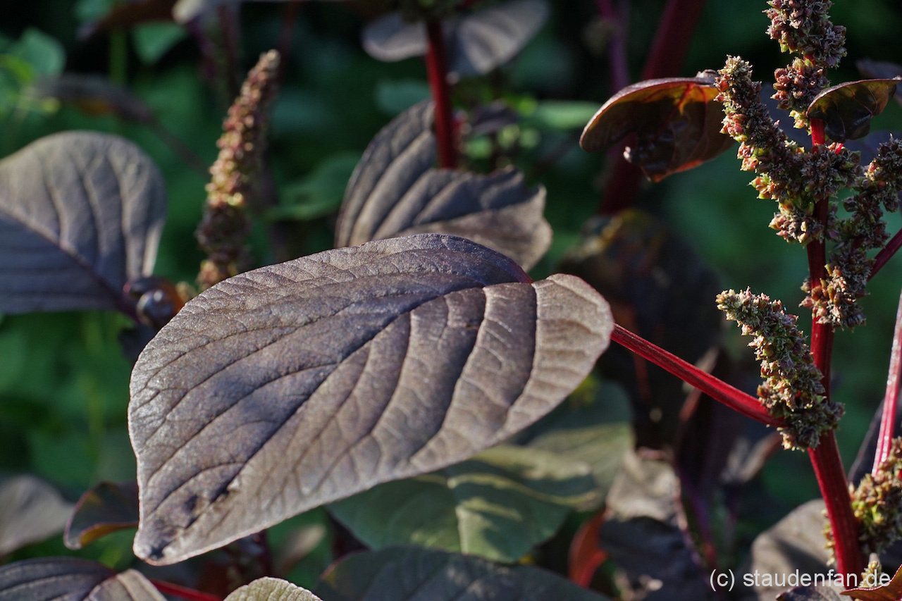Amaranthus lividus var. rubrum Fuchsschwanz, Samen Gärtnerei Staudenfan