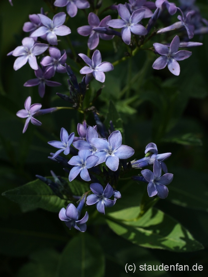 Amsonia orientalis 'Turkish Form'