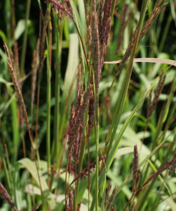 Andropogon gerardi CW2016106 im Sommer.