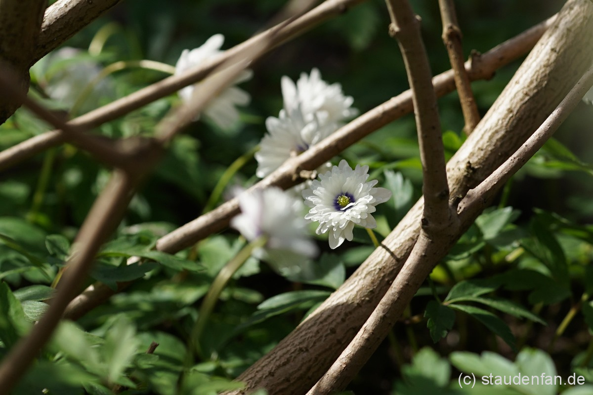 Anemone nemorosa 'Blue Eyes' – Bild 2