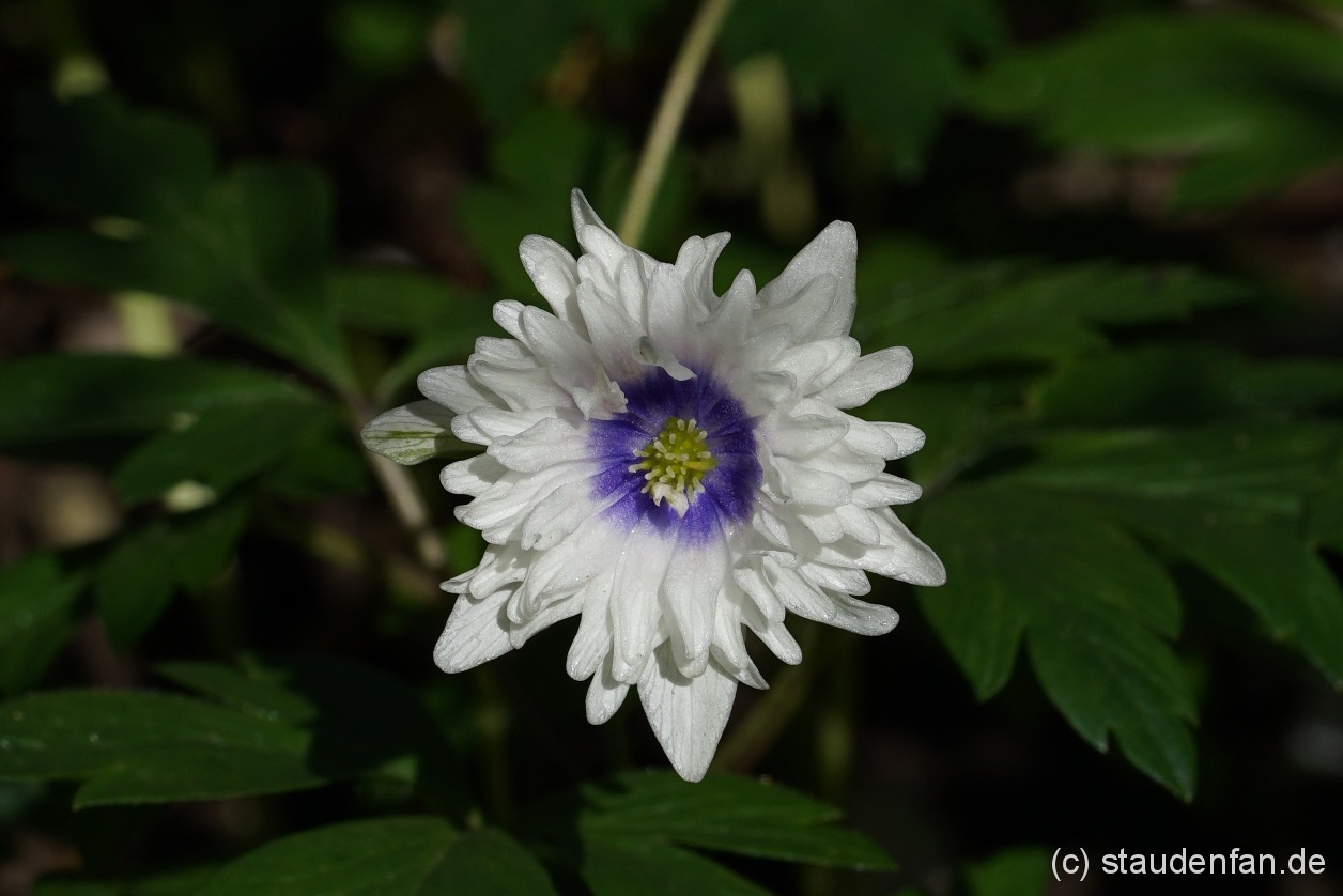 Anemone nemorosa 'Blue Eyes'
