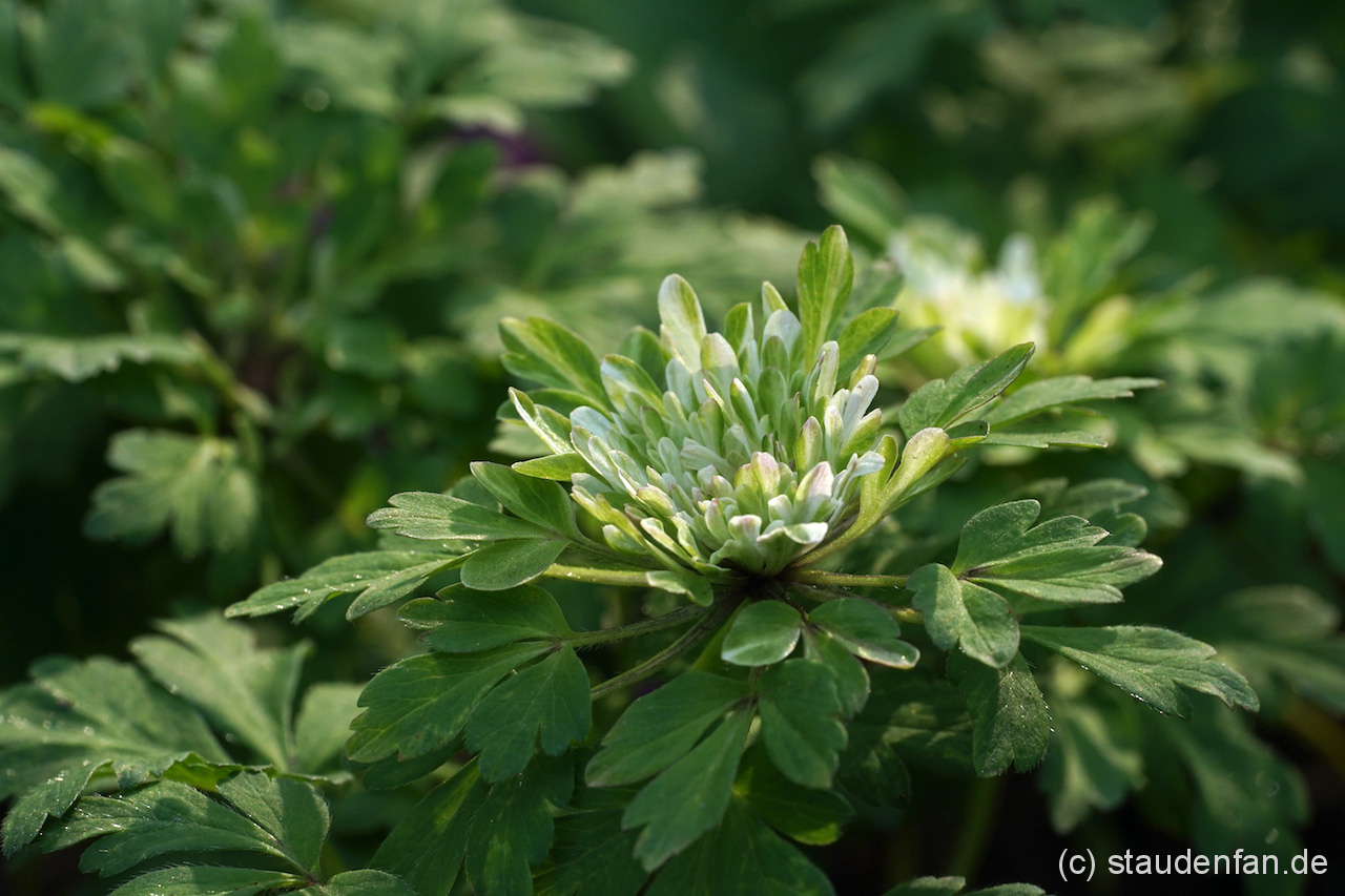 Anemone nemorosa 'Bracteata Pleniflora'