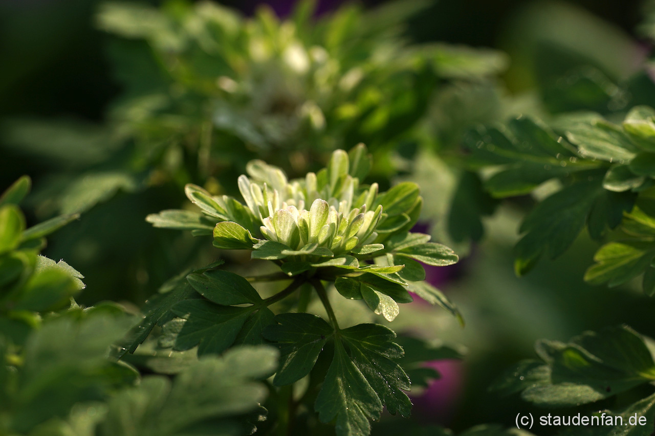 Anemone nemorosa 'Bracteata Pleniflora' – Bild 3