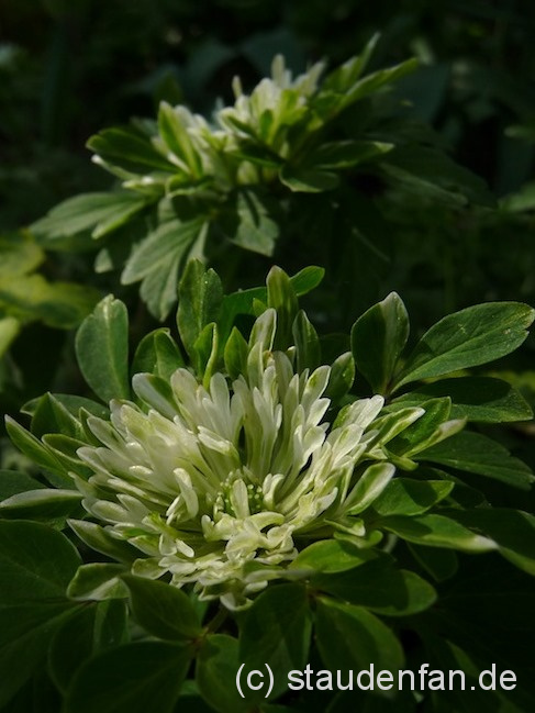 Anemone nemorosa 'Amelia' – Bild 2