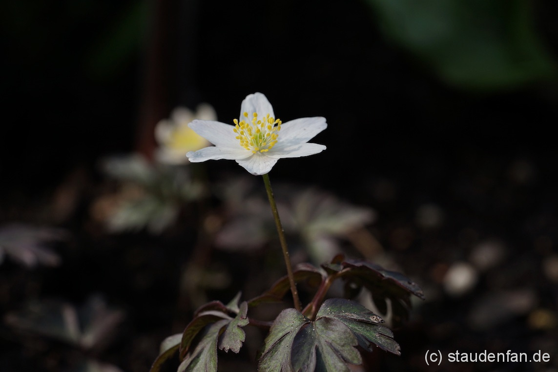 Anemone nemorosa ‚Dark Leaf’