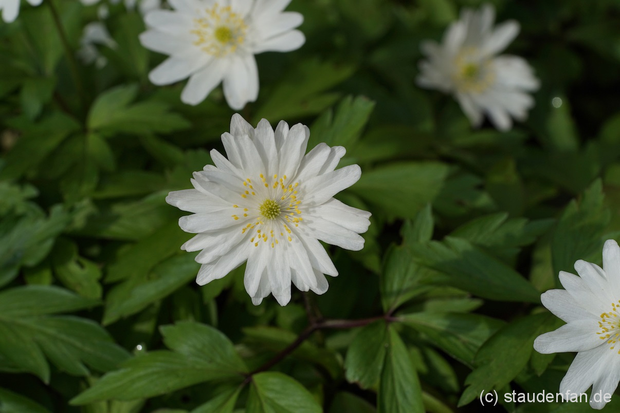 Anemone nemorosa 'Tiney’s Blush' – Bild 3