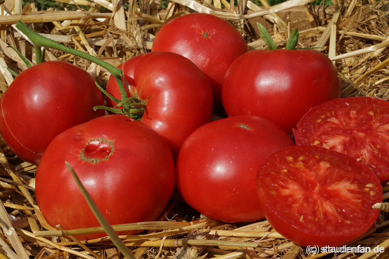 Aromatischer geht es nicht: Missouri Pink Love Apple.