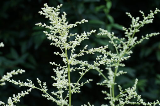 Artemisia lactiflora 'Elfenbein'.