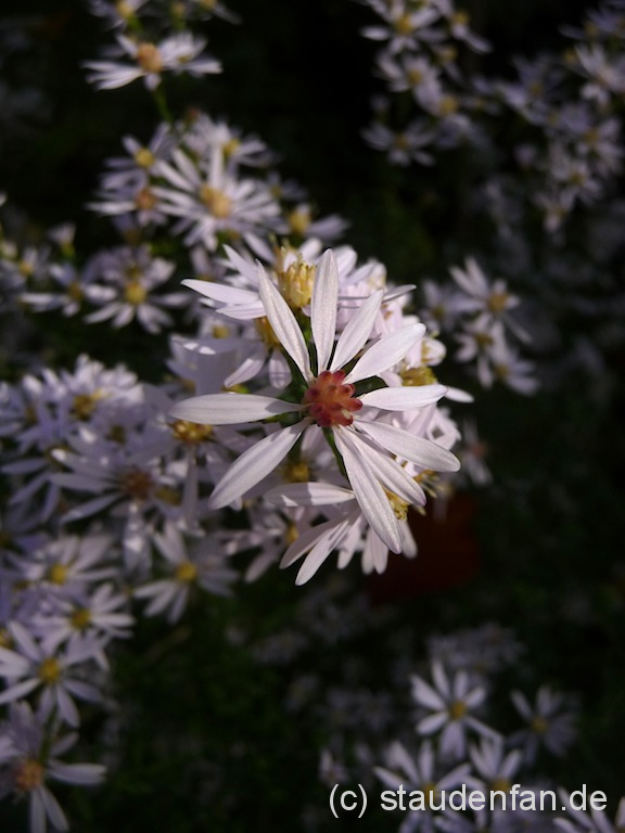 Aster cordifolius ‚Silver Spray’ – Bild 2