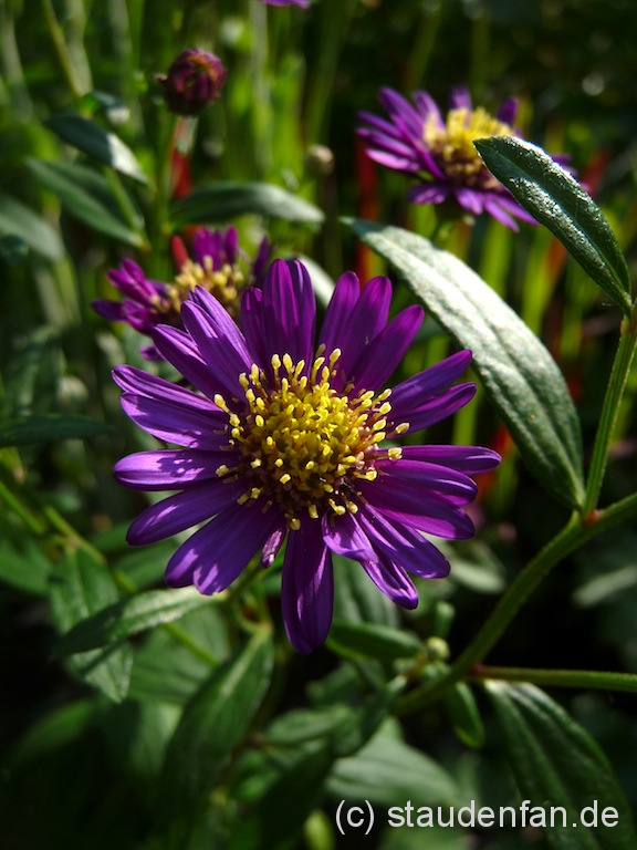 Aster ageratoides ‚Ezo Murasaki’ – Bild 2
