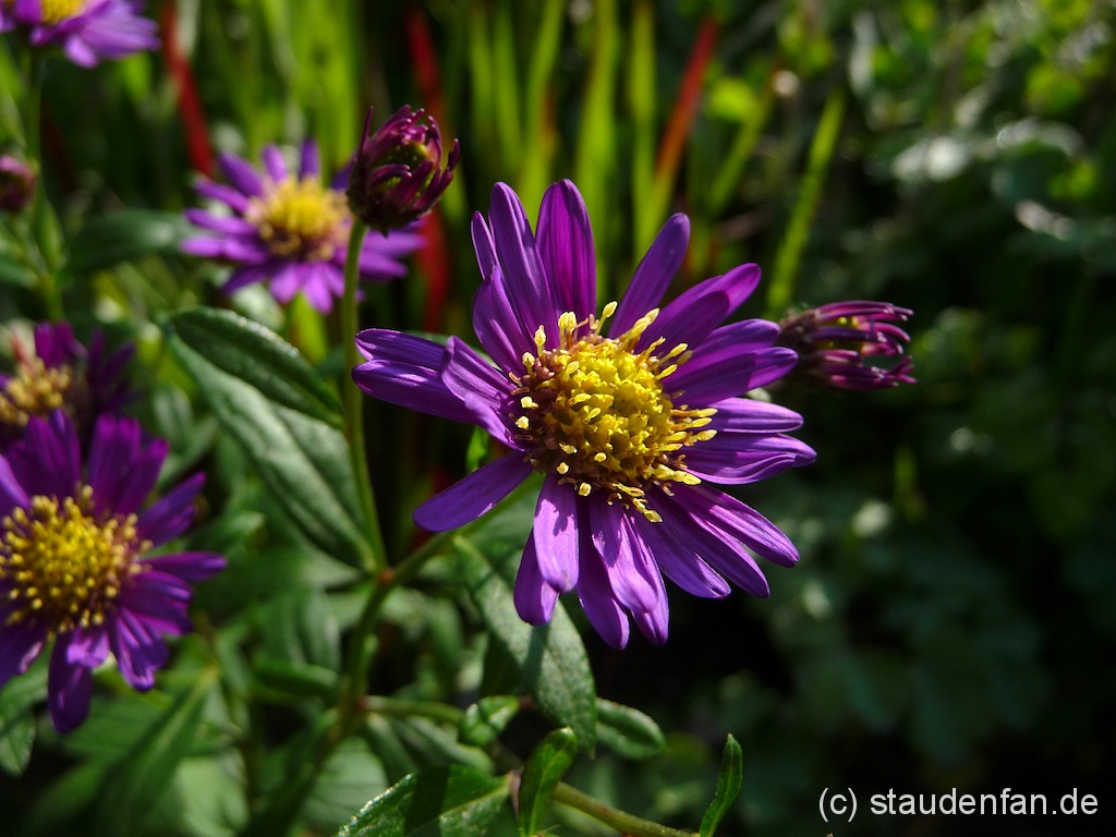 Aster ageratoides ‚Ezo Murasaki’