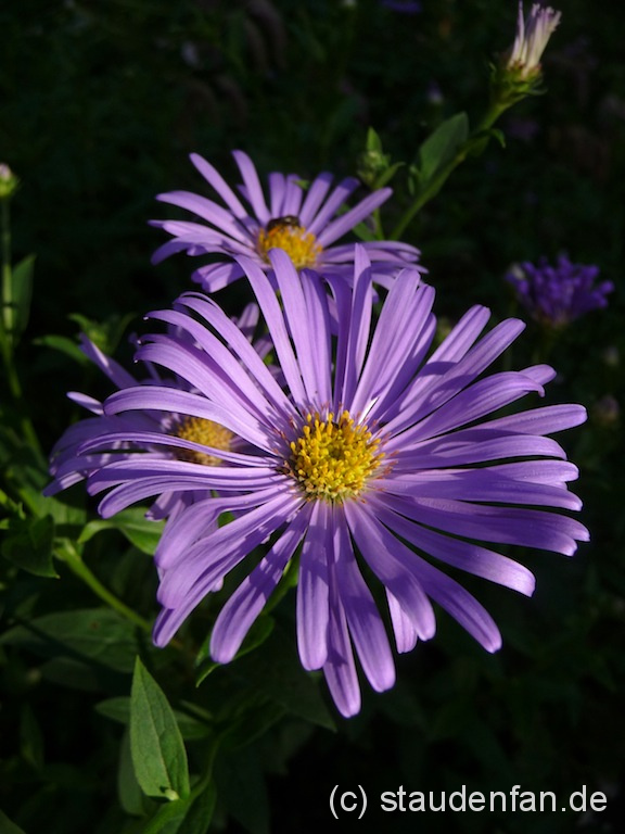 Aster thompsonii – Bild 2