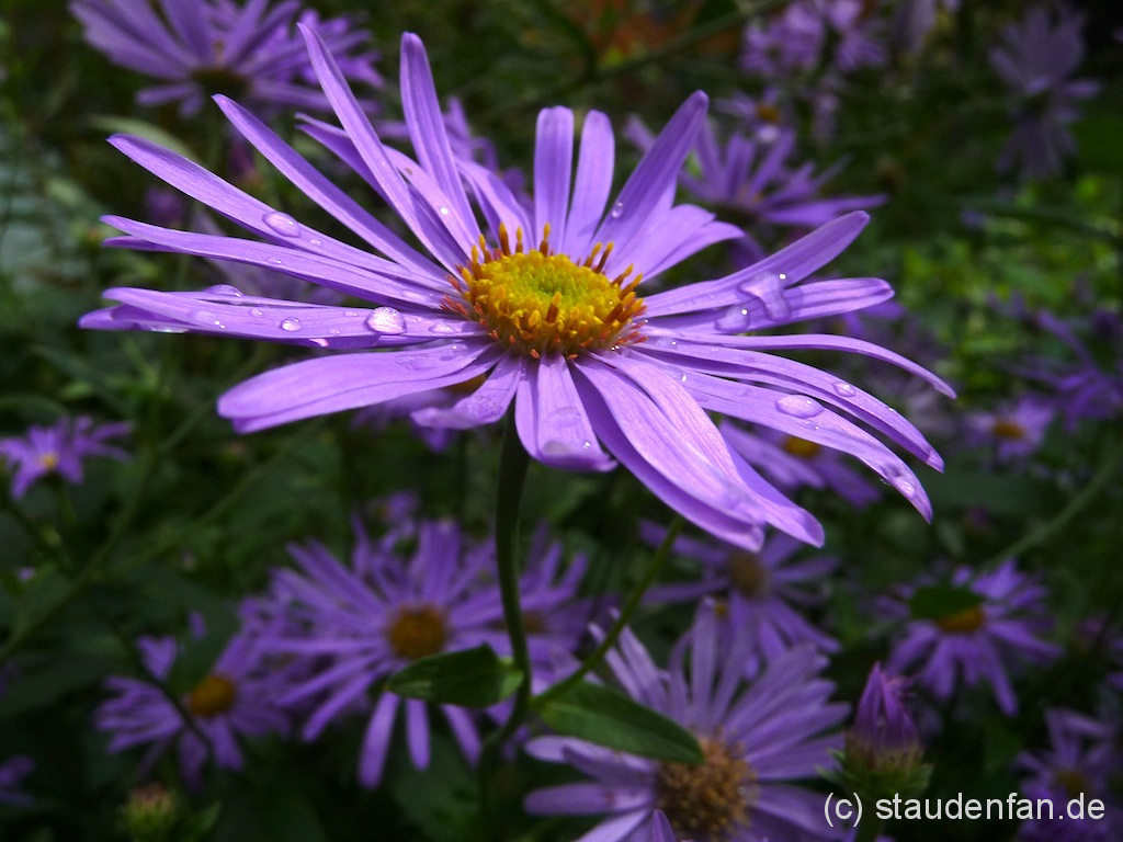 Aster thompsonii