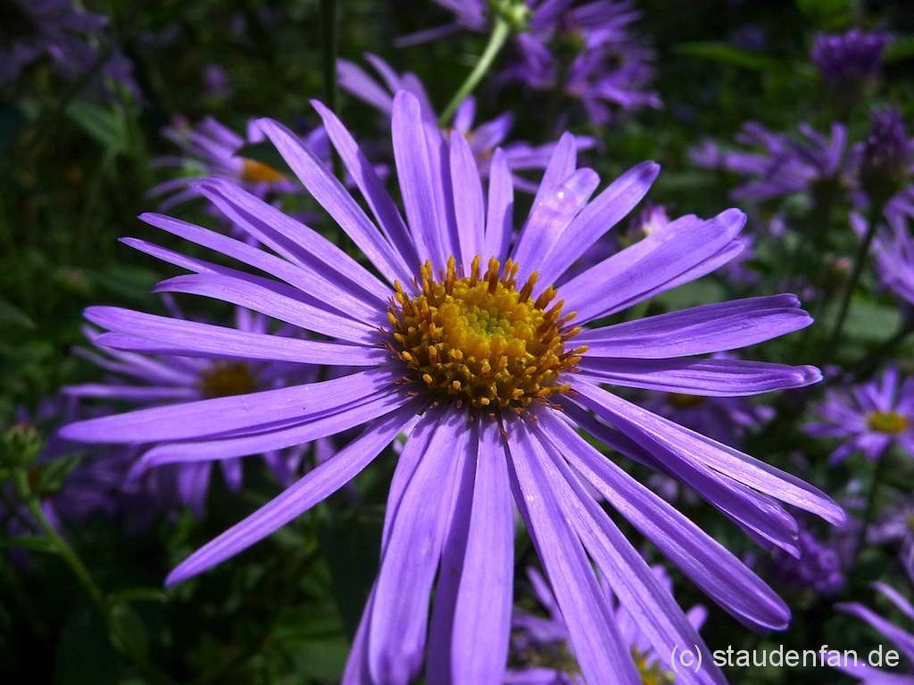 Aster thompsonii – Bild 3